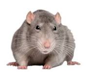 A stock image of a rat, also Rat's profile picture.